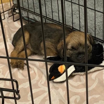 Retired PC, retired police staff 😁. Mum to 2 mad border terriers who are proud members of #BTPosse. #Police, #PoliceDogs, #Military. #Veterans
