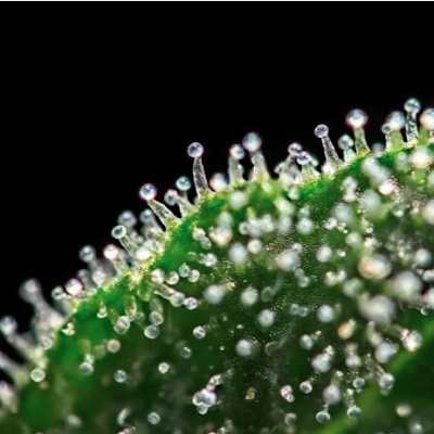 potandshrooms's profile picture. fractal observer

which is better, wealth or health?