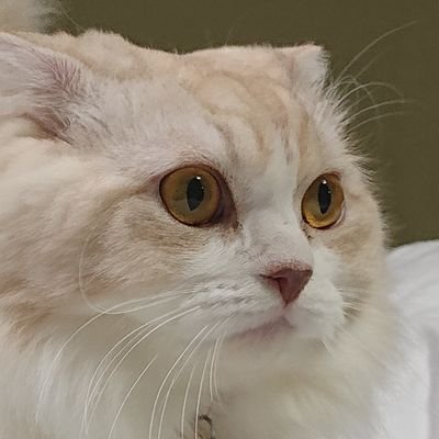 _naruyouninaru7's profile picture. うつ病になって良かったとは思えないけれど、どうせならうつ病経験を活かしてしまいたい／うつもひっくるめて生きていく／ 誰かの生きるヒントになれば嬉しい／ITエンジニア／2回休職→復職→退職→転職／40代半ばで第1子誕生育児奮闘中👶／アイコンはうちのねこ🐈️♂️ 呟く内容はイチ当事者の個人的な感想です。