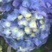 Cumulo Limbus 🕊🐢 (@caro_lbf) Twitter profile photo Cumulo Limbus 🕊🐢 (@caro_lbf) Twitter profile photo