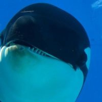 Shamu 🍉(@Shamu_blackfish) 's Twitter Profile Photo