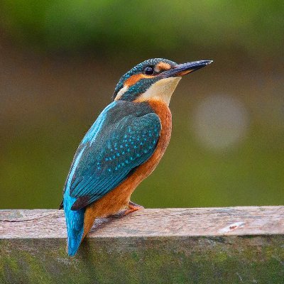 Wildlife & Nature photographer - https://t.co/Ect4mkGLPU Member of the WWT & RSPB -  WWTLondon - Art lover