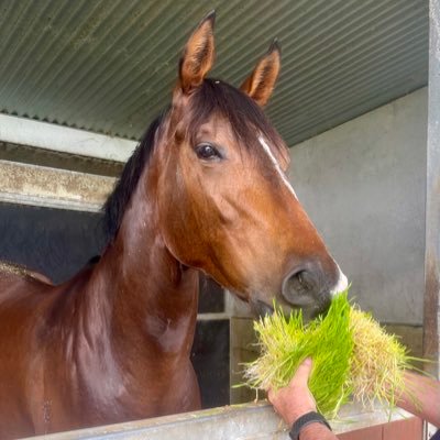 Sprouted barley is the most nutritious feed for horses. Helps eliminate ulcers and to digest dry feed + assists natural recovery. Delivered daily. 🏇