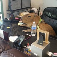 Capybaras (@capybaracountry) 's Twitter Profile Photo Capybaras (@capybaracountry) 's Twitter Profile Photo