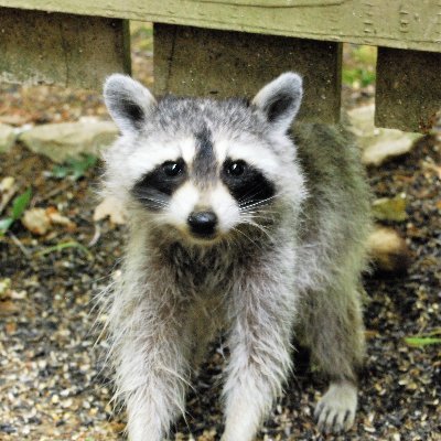 MrCharlieBean1's profile picture. Monitoring the collapse of Western civilization in real-time.