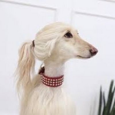 PhD_tomabechi's profile picture. ことよろ
