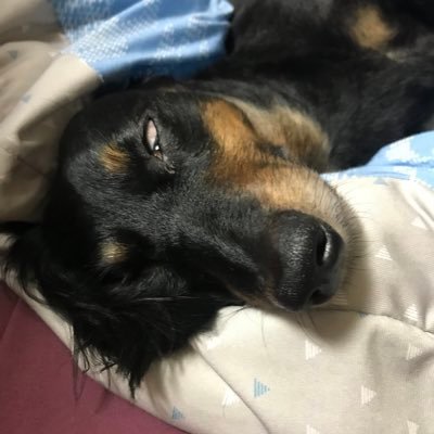 Xs32A9VnvdjA5zY's profile picture. 黒と茶のお馬鹿なミニチュアダックスさんと同居 🐶