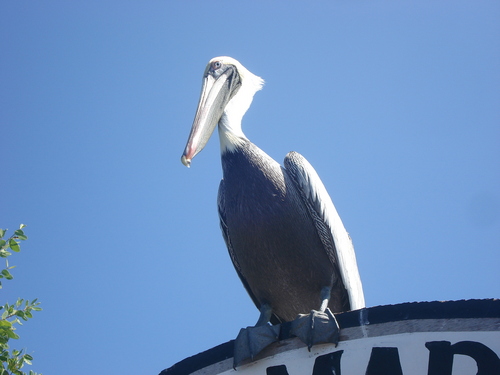 JavierCantorG's profile picture. 