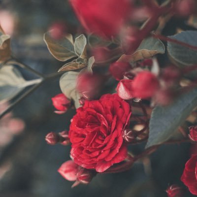 الكلام معي لايخضع ﻷي قوانين ولكن يخضع للحاله المزاجيه التي اكون فيها