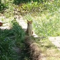 かこ (@kakomiyako) 's Twitter Profile