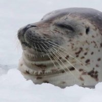 あざらし (@gomafuu1) 's Twitter Profile