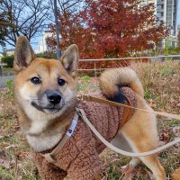 柴犬メイ (@siba883) 's Twitter Profile Photo 柴犬メイ (@siba883) 's Twitter Profile Photo