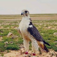 ابو خالد العواضي (@1ywgwlbvoblim0j) 's Twitter Profile