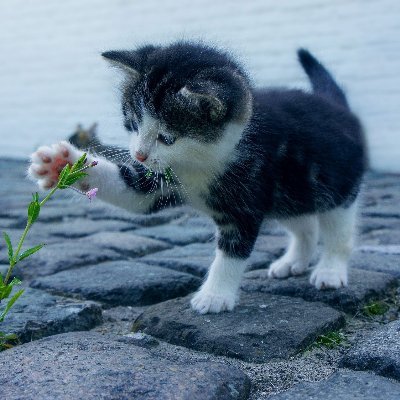家族や仲間を守るため、コロナ禍を一刻も早く終わらせるために感染対策を続けます。早くマスクを外せますように! 29.1.2024追記 生きている間に外せるようになるかな?長期戦を覚悟。コロナは茶番ではない。直近のワクチンはコスタイベ。