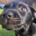 Dales Dogs Diary (@dalesdogdiary) Twitter profile photo Dales Dogs Diary (@dalesdogdiary) Twitter profile photo