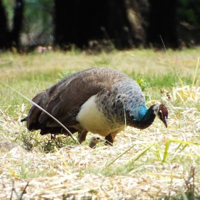 SolarHen's profile picture. Neuro grad