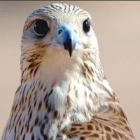 الي الكبير فقط (@aly_fqt) Twitter profile photo