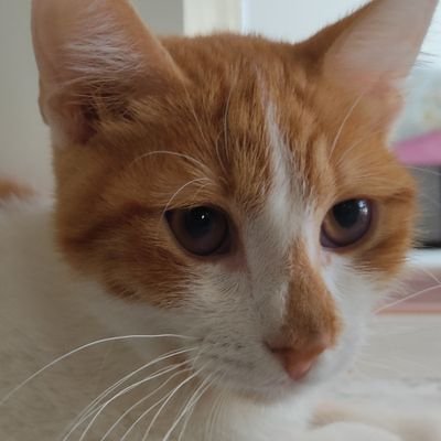 Daha 8 aydır dünyada varım ama en ölümcül hastalığa yakalandım. Nörolojik fip tedavim için destek arıyorum yoksa uyutulacağım😔
0537 269 2531