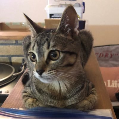 わやいい猫・十兵衛の記録🐈‍⬛➕RooNEY BLACKの猫®️➕ 2019年7月19日生まれ♂➕ご飯のプロ➕優しい子