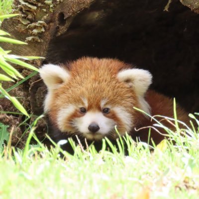 可愛い動物が大好き。水族館と動物園🦦🐼 レッサーパンダ、カワウソ