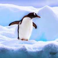 ともくん(🐧ペンギン好き) (@iq5w6mkisrgcwzt) Twitter profile photo