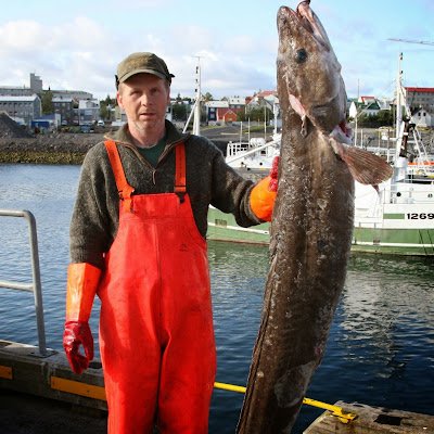 IngibergurTh's profile picture. 