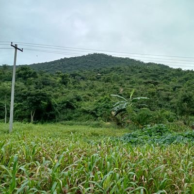 kavi_venkat's profile picture. விவசாயியின் மகன் என்பதில் பெருமை, ஊர் சுற்ற ஆசைபடுபவன், இயற்கையை நேசிப்பவன், தருமபுரிக்காரன்🔥🔥🔥, என்றும் ஐயாவின் வழியில்,