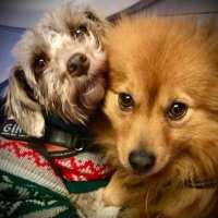 Morgan & Darcy (new recruits & Angels’ barkdogs)(@Xenipie) 's Twitter Profile Photo