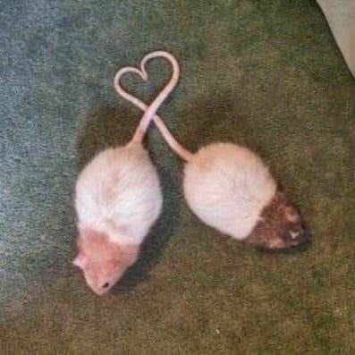 GabrielDatafi's profile picture. He/him