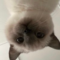 秋风落叶 (@sty36084158) 's Twitter Profile