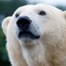 Bearsome (@bearsomez) Twitter profile photo Bearsome (@bearsomez) Twitter profile photo