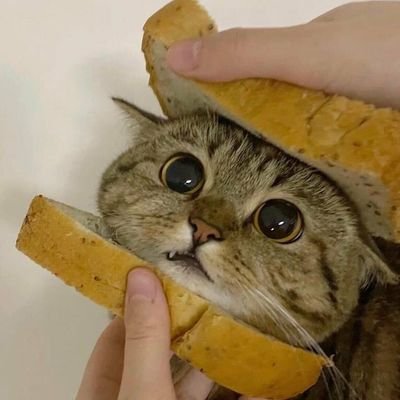 traphiff's profile picture. kadang rajin tapi banyak magernya~