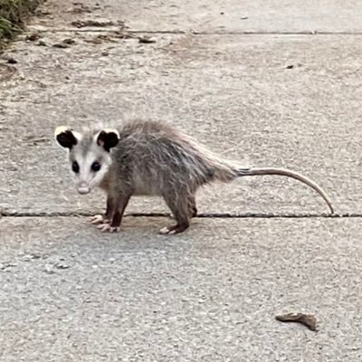 메인트윗확인...さんのプロフィール画像