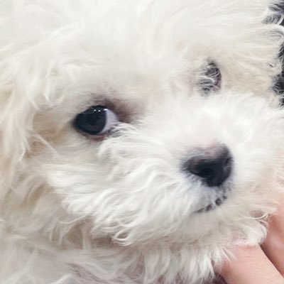 💚DREAM💚 이게 운명인거잖아요🐹🐬