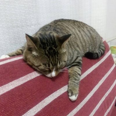 锁樾syyyyyさんのプロフィール画像