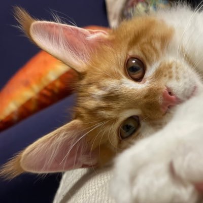 FIP(猫伝染性腹膜炎)と戦うトムのお話。🐈メインクーンの男の子。12月4日から始まった闘い。2月28日GS製剤84本投与完了。クラファン達成!皆様のおかげでここまで来れました!感謝。