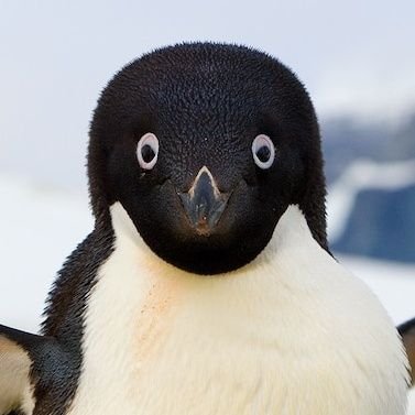 TheRealPinguini Profile Picture