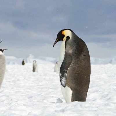 Herder of penguins. Opinions expressed here may appear larger than in real life.