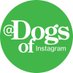 DogsOf (@DogsofInstagram) Twitter profile photo