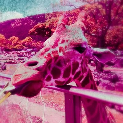 稀🦒固定通販さんのプロフィール画像