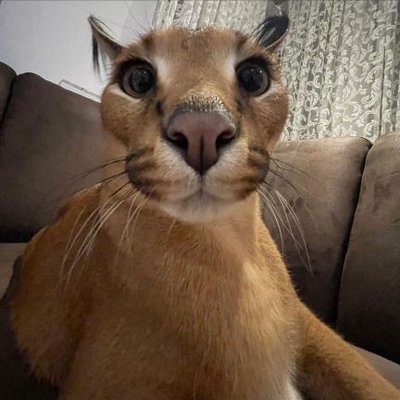 kimbo the wild cat (floppa) : r/aww