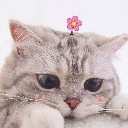 _pixane's profile picture. 씨발