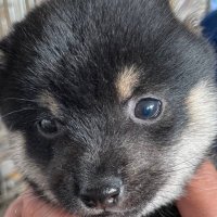 ゴンという名の黒豆 / Gon in Kamakura (@gongon_mame) Twitter profile photo