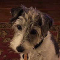 🐶Monica (@monicaluvsdogs) 's Twitter Profile