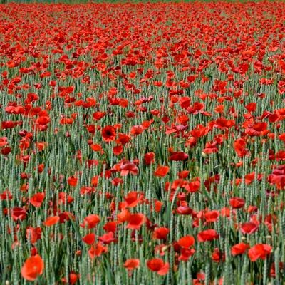 Wuste5's profile picture. 