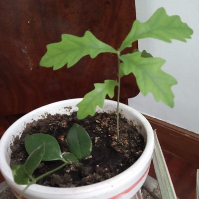 Ixiarira's profile picture. Donostia