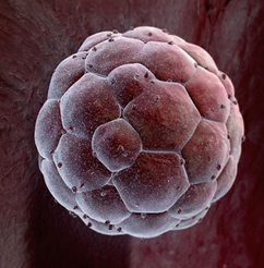 StemCellsLV's profile picture. Stem cells and Regenerative medicine