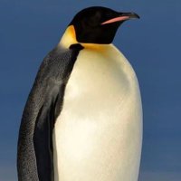 Tim (totally unremarkable) (@forwardnotback) 's Twitter Profile Photo Tim (totally unremarkable) (@forwardnotback) 's Twitter Profile Photo