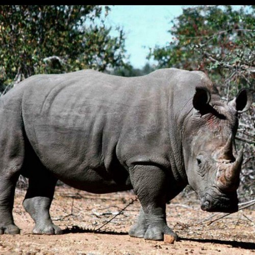 TheRhino_2015's profile picture. 