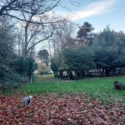 Group protecting this little haven for the community and wildlife; we have bats, owls, hedgehogs and stag beetles!  friendsofhendongrove@gmail.com